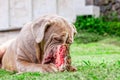 Female Neapolitan Mastiff Dog Eat A Raw Bone Royalty Free Stock Photo