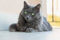 Female Nebelung cat