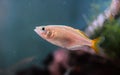 Female Neon Dwarf Rainbowfish Royalty Free Stock Photo