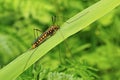 Nephrotoma crocata on a leaf Royalty Free Stock Photo