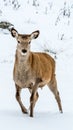 Female nervous deer hesitating to flee as her curiosity is great