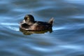 Female New Zealand scaup cygnet Royalty Free Stock Photo