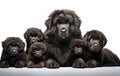 Female Newfoundland dog with her puppies Royalty Free Stock Photo