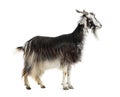 Female Nicastrese goat, domestic goat from calabria, italian goat, calabria, also name JÃ¨lina, isolated on white Royalty Free Stock Photo