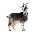 Female Nicastrese goat, domestic goat from calabria, italian goat, calabria, also name JÃ¨lina, isolated on white Royalty Free Stock Photo