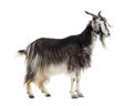 Female Nicastrese goat, domestic goat from calabria, italian goat, calabria, also name JÃ¨lina, isolated on white Royalty Free Stock Photo