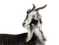 Female Nicastrese goat, domestic goat from calabria, italian goat, calabria, also name JÃ¨lina, isolated on white Royalty Free Stock Photo