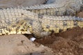 Female Nile Crocodile laying eggs