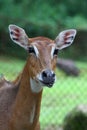 A Female Nilgai