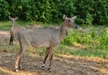 Nilgai