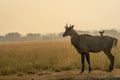 Female nilgai or blue bull or Boselaphus tragocamelus a Largest Asian antelope side profile in open field or grassland in golden Royalty Free Stock Photo