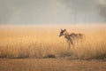 Female nilgai or blue bull or Boselaphus tragocamelus a Largest Asian antelope side profile in open field or grassland in golden Royalty Free Stock Photo