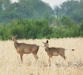 Female Nilgai blue bull Deer with calve in Natural Wildlife habitat