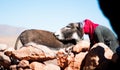 Female Nomad and donkey in fron tof nomade in cave in Morocco