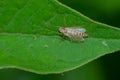 Non-biting Midge - Chironomini species