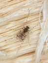 Female nonbiting midge, Ablabesmyia on wood