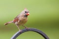 Female Norther Cardinal