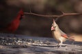 Female norther cardinal