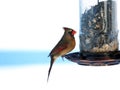 Female Norther Cardinal Sitting on a Bird Feeder in the Winter