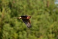 Female Norther Harrier bird in flight