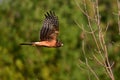 Female Norther Harrier bird in flight