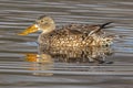 Female Norther Shoveler Royalty Free Stock Photo