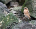 Female Norther Wheatear Royalty Free Stock Photo