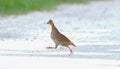 Female northern bobwhite quail (Colinus virginianus) running fast across a white sand and gravel road, Central Florida