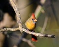 Female Northern Cardinal Royalty Free Stock Photo