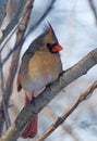 Female Northern Cardinal Royalty Free Stock Photo