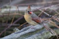 Female Northern Cardinal Royalty Free Stock Photo