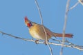 Female northern cardinal