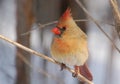 Female Northern Cardinal Royalty Free Stock Photo