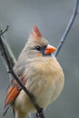 Female Northern Cardinal bird Royalty Free Stock Photo