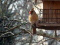 Female northern cardinal bird Royalty Free Stock Photo