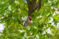 Female Northern Cardinal bird (Cardinalis cardinalis) Royalty Free Stock Photo