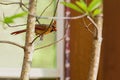 Female Northern Cardinal bird, Cardinalis Cardinalis, perched on a tree limb Royalty Free Stock Photo