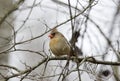 Female Northern Cardinal bird, Georgia, USA Royalty Free Stock Photo