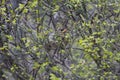 Female Northern Cardinal Bird Hiding in a Bush Royalty Free Stock Photo