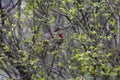 Female Northern Cardinal Bird Hiding in a Bush Royalty Free Stock Photo