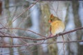 Female Northern Cardinal bird in winter Royalty Free Stock Photo
