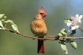 Female Northern Cardinal (cardinalis) Royalty Free Stock Photo