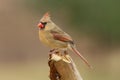 Female Northern Cardinal (cardinalis cardinalis) Royalty Free Stock Photo