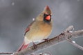 Female Cardinal In Snow Royalty Free Stock Photo