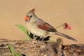 Female Northern Cardinal Royalty Free Stock Photo