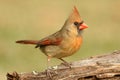 Female cardinal on a branch