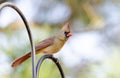 Female Northern Cardinal bird on perch, Athens, Georgia, USA Royalty Free Stock Photo