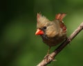 Female Northern Cardinal Closeup