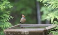 Female Northern Cardinal