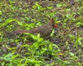 Female northern cardinal on the ground near the visitor center in the Corkscrew Swamp Sanctuary near Naples, Florida. Royalty Free Stock Photo